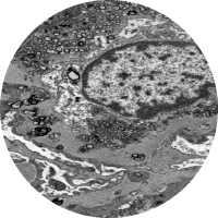 microscopiaeletronica